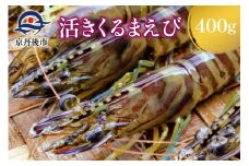 【11月～発送／日時指定可】旬の味覚！丹後の活きくるまえび 400g（13～20尾）　正規品 国産 車海老 車エビ クルマエビ 魚介類 甲殻類 海の幸 エビチリ エビフライ 焼きえび 焼きエビ 焼き海老 贈り物 お祝い いきたまま 活きたまま 活車えび 活車海老 BBQ 刺身 旬 生　MN00059