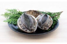【数量限定】活黒あわび（養殖）　約80g～90g×4枚 海鮮 魚介 魚介類 鮑 あわび 黒鮑 黒あわび 身厚 厳選 柔らかい 極上品 アワビ 鮑 黒アワビ 国産 京都 丹後 京丹後 養殖 日本海 肉厚 養殖あわび コリコリ やわらか 刺身 活あわび 高級食材 送料無料　NA00001