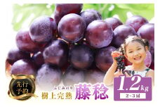 【先行予約】樹上完熟藤稔 1.2kg（2～3房入り）（2025年8月中旬～発送）　葡萄 ぶどう ブドウ 大粒 甘い フルーツ 果物 完熟 先行予約 期間限定　BF00013