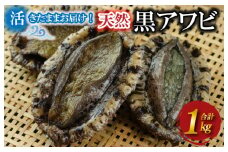 【日時指定可】天然黒アワビ／お刺身に！活きたまま届きます！ 天然黒アワビ 酸素入りの特殊梱包 活アワビをたっぷり1000g入り アワビステーキ・アワビのお刺身に　海鮮 魚介 魚介類 鮑 あわび 黒鮑 黒あわび 身厚 厳選 柔らかい 極上品 アワビ 鮑 国産　UO01022