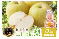 【先行予約】樹上完熟／ 二十世紀梨 5kg(10～16個)（2025年8月下旬～発送） 農家直送 ナシ なし 人気 フルーツ 果物  梨  20世紀梨 梨 5kg　BF00002