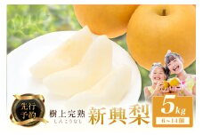 【先行予約】樹上完熟／新興梨 5kg（6～14個）（2025年10月下旬～発送）　梨 なし 新興梨 完熟 フルーツ 果物 梨5kg 期間限定 赤梨　BF00006