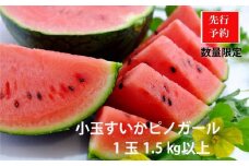 【先行予約】今話題の小玉スイカピノガール 1玉（1.5kg以上）（2025年7月上旬～発送） ピノ・ガール 小玉 こだま 西瓜 すいか 人気 フルーツ 果物 　BF00008