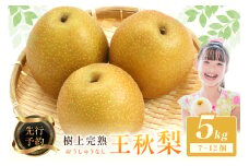 【先行予約】樹上完熟 王秋梨 5kg（7～12個）（2025年12月上旬～発送） 農家直送 ナシ なし 人気 フルーツ 果物　BF00014