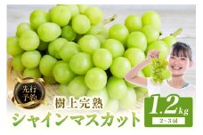 【先行予約】樹上完熟 シャインマスカット 1.2kg（2～3房）（2025年9月中旬～発送） 農家直送 ブドウ ぶどう 人気 フルーツ 果物　BF00011