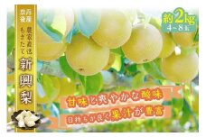 【先行予約／数量限定30】京都丹後産 新興梨2.5kg（京都 京丹後産）（2023年10月下旬～発送）　国産 ふるさと 納税 梨 なし ナシ 2.5kg 2023 ふるさと 納税 先行予約 期間限定 ふるさと 納税 新興 先行申込 送料無料　AM00419