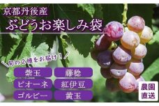 【先行予約／数量限定】京都丹後産 ぶどうお楽しみ袋（2025年9月～発送）　セット 詰め合わせ ぶどう ブドウ 葡萄 先行予約 期間限定 フルーツ くだもの 果物 先行申込　AM00670