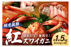 【品質自慢かに大将】採れたて！釜茹で！　紅ズワイガニ　3杯　茹でたて 紅ずわいがに 紅ずわい蟹 ボイル紅ズワイ ベニズワイガニ 香住かに 香住ガニ ボイル済　3匹　YK00313