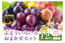 【先行予約】ブレンドファームのぶどういろいろおまかせセット（2025年8月下旬～発送） 2種類 食べ比べ 詰合せ 農家直送 ブドウ ぶどう 人気 フルーツ 果物 ブラックビート 藤稔 ピオーネ ロザリオロッソ クイーンニーナ 紅伊豆 コトピー シャインマスカット 瀬戸ジャイアンツ ハニーシードレス ロザリオビアンコ　BF00012