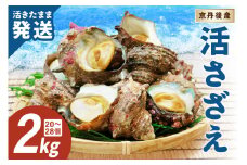 【日時指定可】最高鮮度の生きたまま発送！日本海荒波育ち　京丹後産さざえ2kg　/北畿水産　日にち指定・活さざえ・活サザエ・つぼ焼き・刺身・着日指定　HK00271