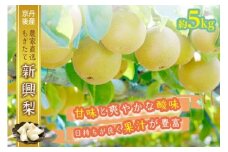 【先行予約／数量限定】京都丹後産 新興梨 5kg（2025年10月下旬～発送）　AM00671
