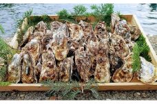 京都久美浜産　殻付き牡蠣5キロ 加熱用　海鮮 魚介類 シーフード かき カキ 牡蠣 牡蛎 殻付き 養殖 カキフライ 牡蠣ご飯 貝類 BBQ バーベキュー ばーべきゅー 海産物 海のミルク 生食不可 送料無料　KY00003