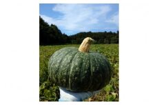 訳あり季節の砂丘野菜定期便　定期便　計4回　FR00005