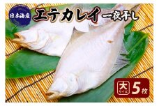 【店主一押し！絶品干物！高リピート！】エテカレイ一夜干し　大サイズ（夕食サイズ）5枚　YK00154