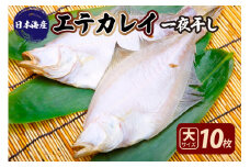 【店主一押し！絶品干物！高リピート！】エテカレイ一夜干し　大サイズ（夕食サイズ）10枚　YK00155