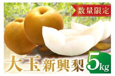 【先行予約／数量限定100】京丹後産・大玉 新興梨 5kg（6玉～10玉）（2025年10月中旬から発送）　JK00019