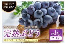 【先行予約／数量限定100】甘～ぃ！ジューシー！京丹後産　農家厳選！種無し！完熟ぶどう (紫玉・ピオーネ・藤稔・BKシードレス） 1kg（2～4房）（2025年8月中旬～発送）　YK00158