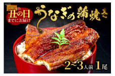 【土用の丑の日までに届く！（7月30日～8月1日配送）】うなぎの蒲焼き2～3人前(1尾)　AN00084