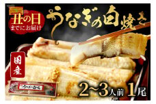 【土用の丑の日までに届く！（7月30日～8月1日配送）】うなぎの白焼き2～3人前(1尾)　AN00085