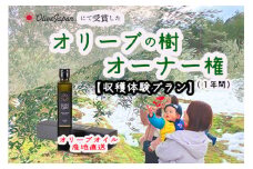 【京都府/オリーブオーナー】【収穫体験プラン】令和5年度オリーブ樹のオーナーになれる　DZ00015