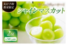 【先行予約／数量限定100】甘～ぃ！ジューシー！京丹後産 シャインマスカット 1kg前後（500g前後×2房）　YK00176