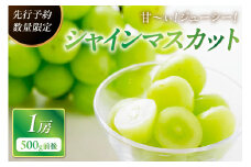 【先行予約／数量限定100】甘～ぃ！ジューシー！京丹後産 シャインマスカット 500ｇ前後×1房　YK00175