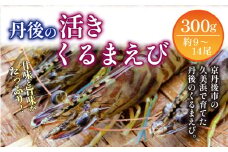 【11月～発送／日時指定可】旬の味覚！丹後の活きくるまえび 300g（9～14尾）　正規品 国産 車海老 車エビ クルマエビ 魚介類 甲殻類 海の幸 エビチリ エビフライ 焼きえび 焼きエビ 焼き海老 贈り物 お祝い いきたまま 活きたまま 活車えび 活車海老 BBQ 刺身 旬 生　MN00058