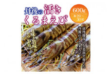 【11月～発送／日時指定可】旬の味覚！丹後の活きくるまえび 600g（20～30尾）　正規品 国産 車海老 車エビ クルマエビ 魚介類 甲殻類 海の幸 エビチリ エビフライ 焼きえび 焼きエビ 焼き海老 贈り物 お祝い いきたまま 活きたまま 活車えび 活車海老 BBQ 刺身 旬 生　MN00061