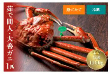 【蟹の匠 魚政】京丹後市産 未冷凍 茹で間人ガニ大善ガニ 特選 1100g級 1匹【2025年1月～発送：平日】　松葉蟹 大善ガニ ボイル 松葉ガニ 蟹 カニ かに ガニ がに 国産 カニ味噌 かにみそ まるごと 間人蟹 間人がに たいざがに　UO01217