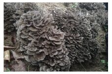 【マイタケ栽培】京丹後市産　原木マイタケほだ木　派生品セット(3袋)キノコ栽培 舞茸 栽培キット 茸 きのこ 栽培セット　NU00003