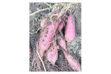 【先行予約】ホクホク美味しい！京丹後産 紅はるか 約1.5kg（土付き）（2025年10月上旬～発送）　MY00006