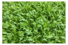 【業務用】京丹後産 水菜 1kg（4～8株程度）　MF00042