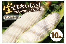 【先行予約】 生食も！高糖度！もぎたて！ フルーツトウモロコシ「ホワイトコーン」（2026年6月下旬～発送）　DE00134