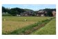 水がきれいで生き物が豊かな水田にはコウノトリが飛来します。