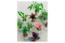 【えっ全部入り!?】京都・京丹後の専門店が厳選！観葉植物5点セット｜癒しと彩りのグリーン便　YE00003