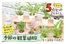 【植物をもっと身近に】京都・京丹後の専門店が厳選！観葉植物5点セット｜癒しと彩りのグリーン便　YE00003