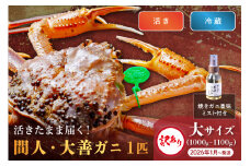 訳あり　【蟹の匠 魚政】京丹後市産 活きたまま届く！　間人ガニ大善ガニ　大サイズ (1000~1100g) 1匹　香味ミスト付き　(2026年1月～発送)　UO01410