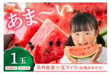 【先行予約】みんな大好き！甘～ぃ！シャリ美味！！京丹後産小玉スイカ！！1玉（ひとりじめ、姫甘泉、ひめまくら、砂丘たまごから1種類）（2026年7月上旬～発送）小玉すいか　YK00532