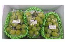 【先行予約／数量限定50】京丹後産シャインマスカット 1.8kg以上（3房入り）（2025年9月中旬～発送）おすすめ フルーツ ぶどう シャイン マスカット くだもの 国産 葡萄 今年 届く 直売所 直送 JA00074