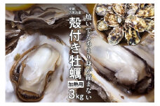 京都・久美浜産　殻付き牡蠣　3kg（30個前後）【加熱用】牡蠣ナイフ付　人気 国産 正規品 大粒 肉厚 養殖牡蠣 贈り物 ふるさと 納税 牡蠣 牡蛎 ふるさと 納税 かき カキ 海鮮 貝 牡蠣 海のミルク 殻付き　MN00065