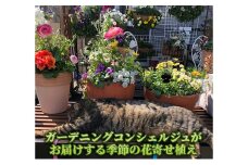 [№5334-0054]花 ガーデニングコンシェルジュがお届けする 季節の花 寄せ植え 鉢植え 鉢花 5～7種 ガーデニング コンシェルジュ お花 京都 