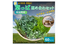 [№5334-0234]【爬虫類用】訳あり野菜と季節の葉っぱ詰め合わせ【60サイズ】
