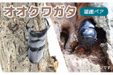 [№5334-0242]サステナブル オオクワガタ オス メス 成虫ペアセット　クワガタ 成虫 ペア セット 生体 日本国産 国産 虫 昆虫 生き物 生物 子供 趣味 男の子 ペット 育成 観察 学習 自由研究 京都府 南丹市