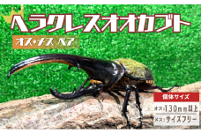 [№5334-0570]ヘラクレスオオカブト オス メス 成虫ペアセット 130mm以上