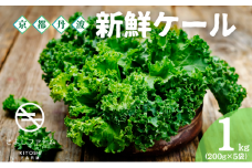 [№5334-0571]カリーノケール 1kg (200g×5) セット 詰め合わせ 野菜 旬の野菜 季節の野菜 新鮮野菜 ケール スーパーフード サラダ 炒め物 スムージー 京都 京都府 南丹市
