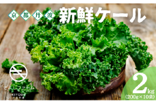 [№5334-0572]カリーノケール 2kg (200g×10) セット 詰め合わせ 野菜 旬の野菜 季節の野菜 新鮮野菜 ケール スーパーフード サラダ 炒め物 スムージー 京都 京都府 南丹市