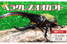 [№5334-0661]ヘラクレスオオカブト オス  130mm以上 1匹