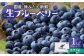 市産ブルーベリー（1kg）
