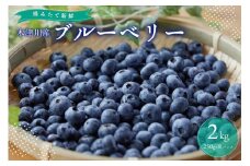 2025年発送 先行予約 木津川市産ブルーベリー2kg 生ブルーベリー 新鮮 ブルーベリー 国産ブルーベリー 果物  小分け 冷蔵お届け 安心国産 摘みたて新鮮 京都府 木津川市【080-03】