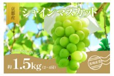 ＜京都産＞シャインマスカット　約1.5kg（2～4房） 【007-01】
